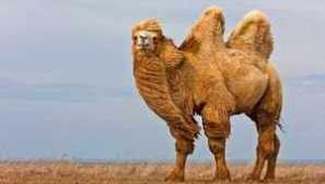 Dva -humpované ťavy, ich meno, koľko vážia